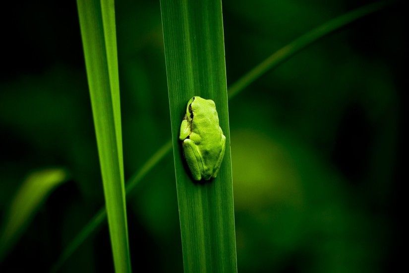 Frogs images Frog Wallpaper! HD wallpaper and background photos 1280Ã800 Frog  Wallpaper (
