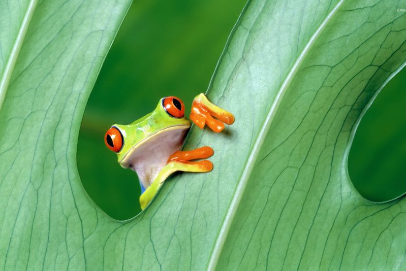Red-eyed tree frog wallpaper