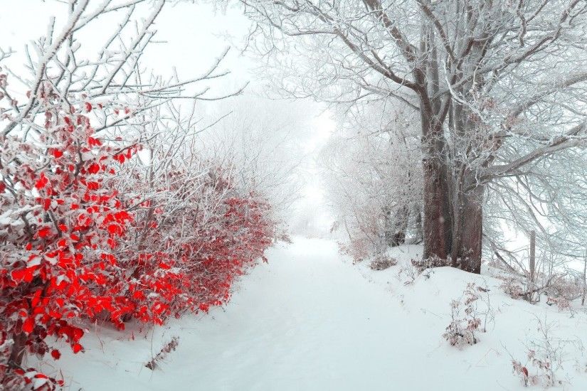 Winter Tag - Forest Earth Ice Tree Winter Red Snow Wallpaper Image Of Nature  for HD