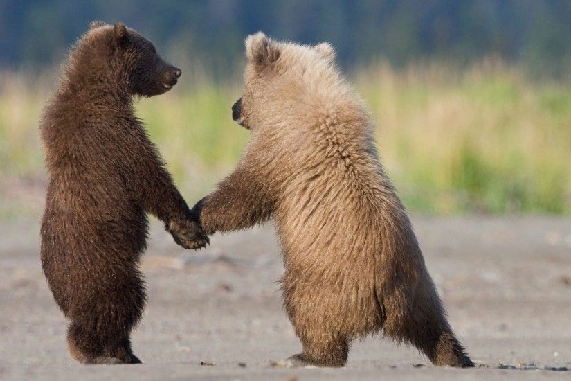 Wallpaper Bears, Couple, Hair, family, Care HD, Picture, Image