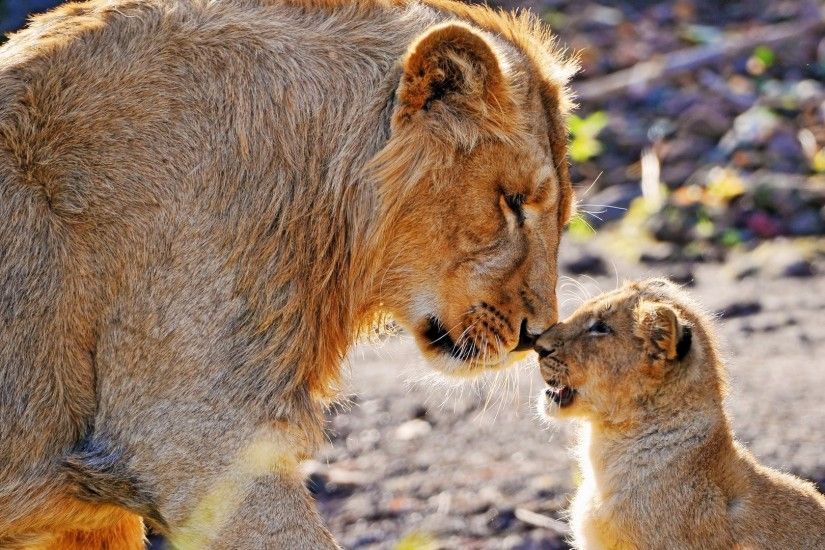 Lion Cub Looking Sad High Res Wallpaper 6042 Free HD Wallpapers .