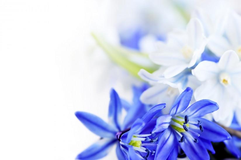 Blue and White Wallpaper 8904
