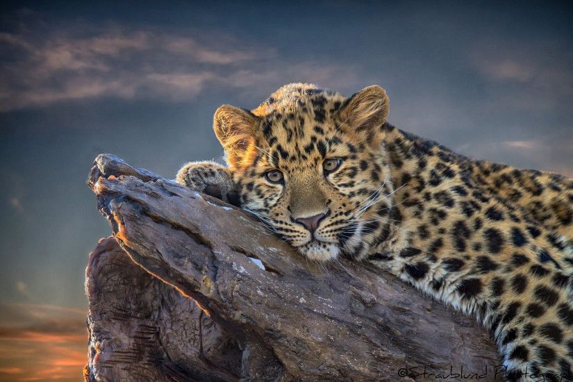 Animal - Leopard Wallpaper