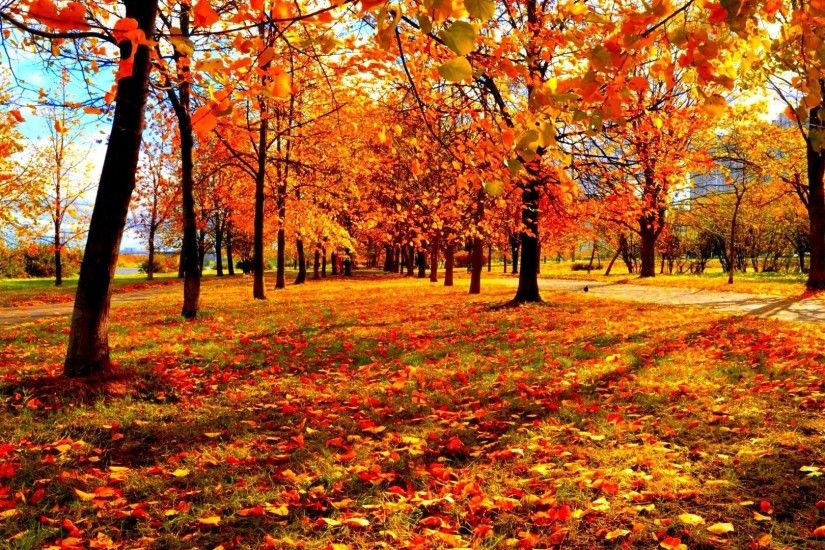 Seasons Tag - Leaves Leaf Fall Seasons Tree Autumn Nature Forest Color  Season Landscape 3d Wallpaper