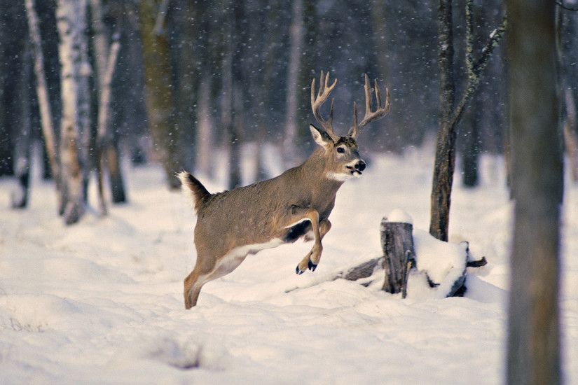 Whitetail-Deer-Wallpapers-HD