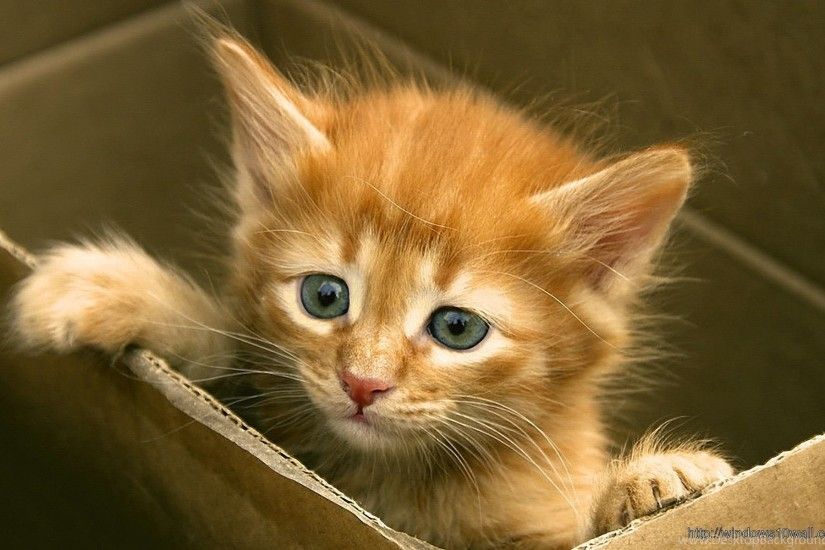 Animal Cute Kitty Wallpapers – Windows 10 Wallpapers