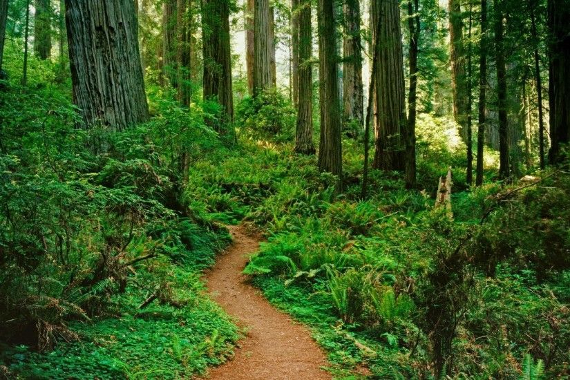 Download Forest Path Pictures 32576