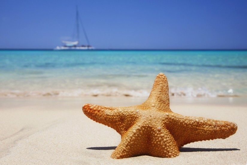 Starfish Beach Images HD Wallpapers