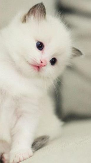 Charming Simplywallpapers: Cute Kitty Look Sofa White Sitting Desktop As  Hot Kitten Wallpaper Iphone 6