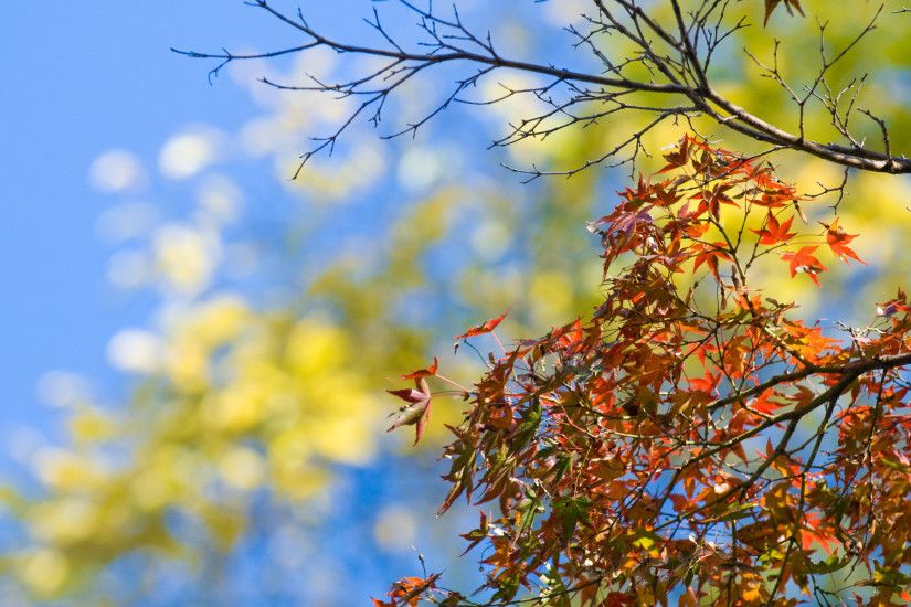 jeffrey friedls blog a bonanza of fall foliage desktop backgrounds