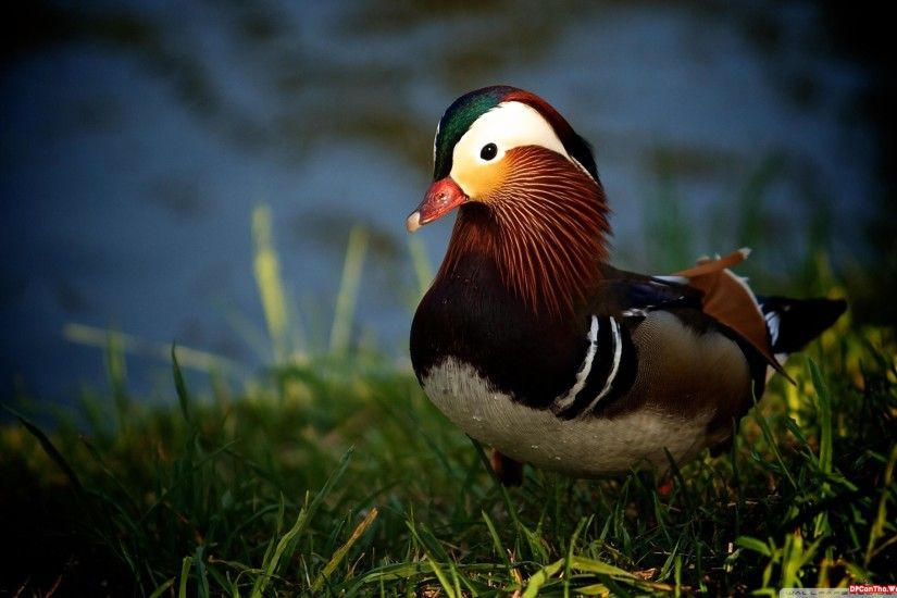Mandarin on duck fcover Wallpapers