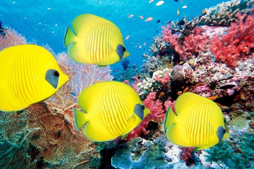 Coral reef animals