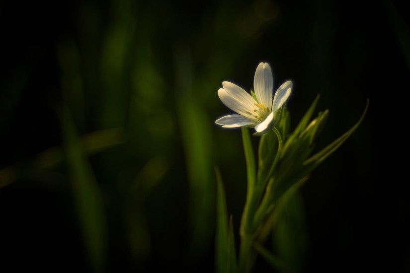 Dark Background White Flower