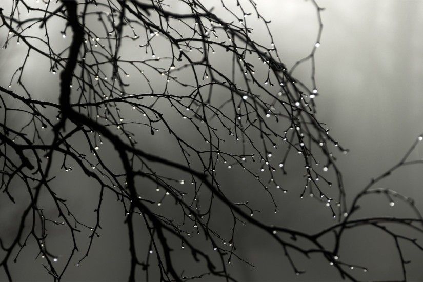 Rain Tree Drops Winter Wallpaper HD Scenes