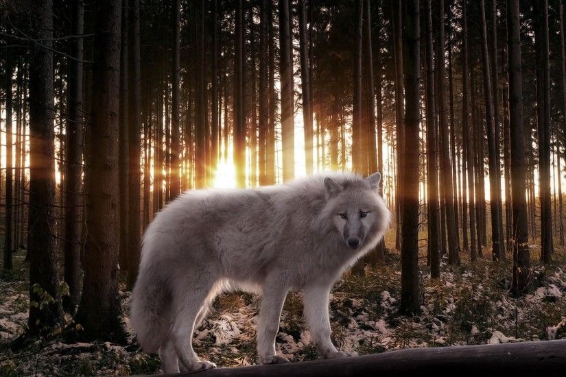 white wolf hd wallpaper