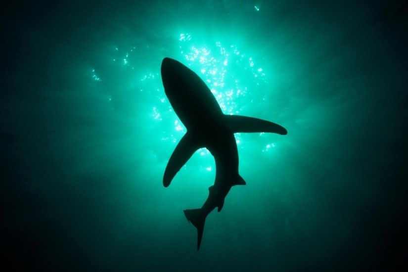 animals, Shark Wallpaper HD