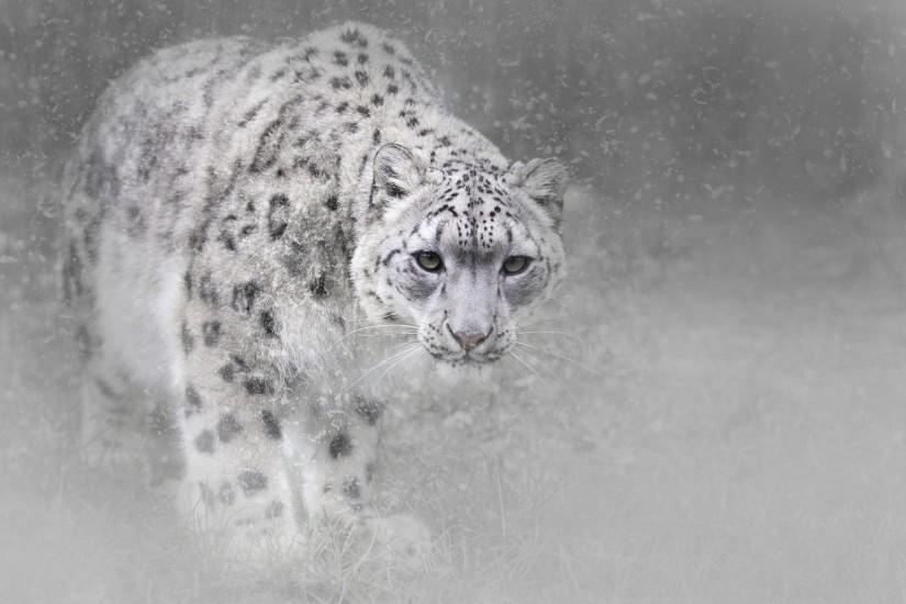 HD Wallpaper | Background ID:784070. 2048x1497 Animal Snow Leopard. 21  Like. Favorite
