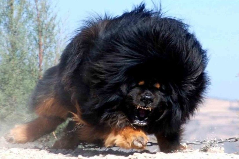 DOWNLOAD: Tibetan Mastiff angry free picture 2560 x 1600
