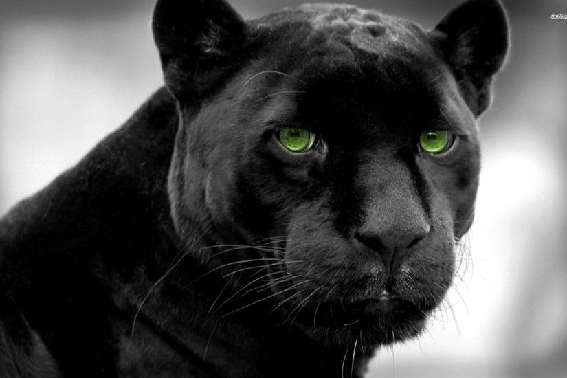 HD Wallpaper | Background ID:512018. 1920x1200 Animal Black Panther