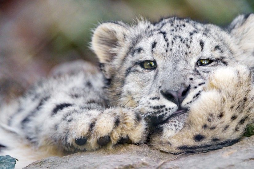 3840x2160 Wallpaper snow leopard, big cat, leopard