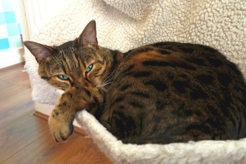 Can Bengal Cats Travel to Australia?