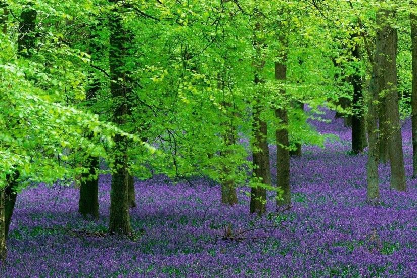 1920x1080 beautiful Green woods and purple flowers world wide wallpapers: 1280x800,1440x900,1680x1050