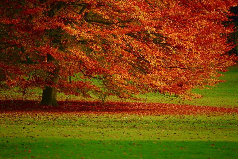 Autumn foliage wallpapers and images - wallpapers, pictures, photos