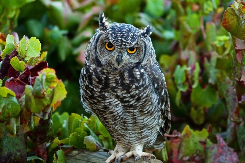 Cute Owl Background.