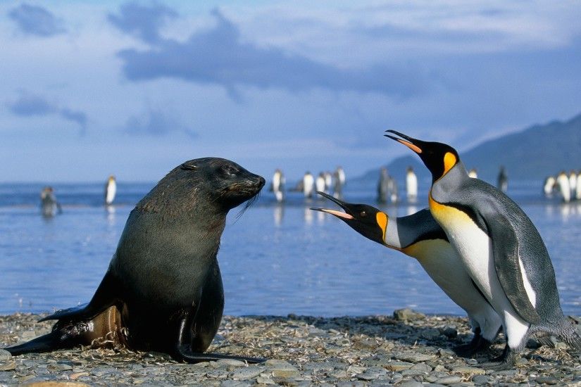 1920x1200 Wallpaper penguins, antarctica, seal, friendship, sea