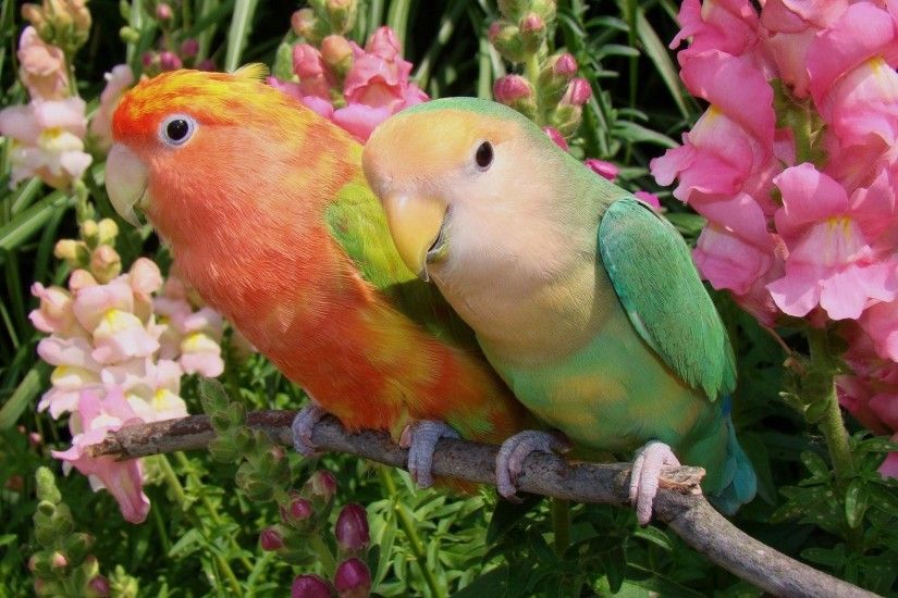 parrots lovebird flower couple