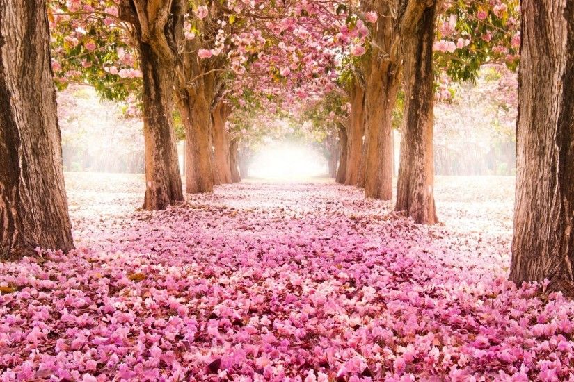 Flower Tunnel Of Sakura Flowers Wallpaper