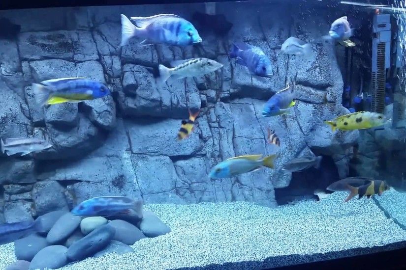 Pros and Cons of a 3D Background in an African Cichlid Aquarium - YouTube