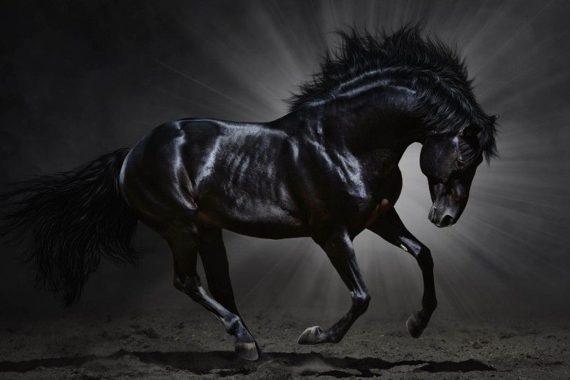 Black Horse Desktop Wallpaper | Download Dark Horse HD wallpaper for 4K  3840 x 2160 -