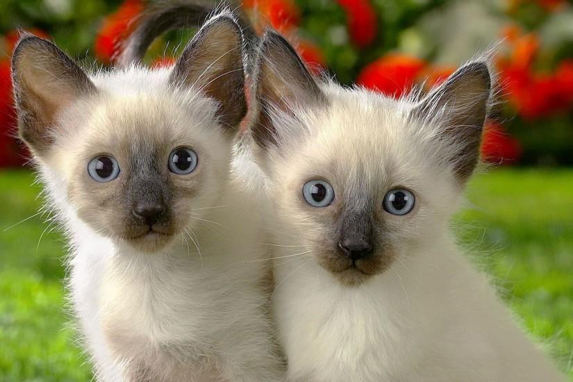 Siamese Kittens wallpaper - Animal wallpapers - #