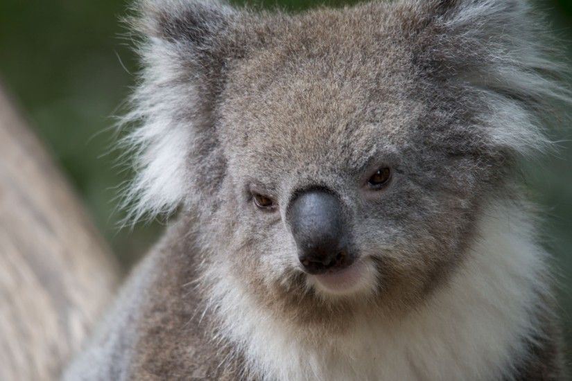 angry Koala Bear wallpapers