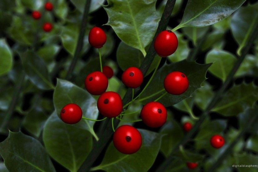 Christmas Holly Berries Background wallpaper – wallpaper free download