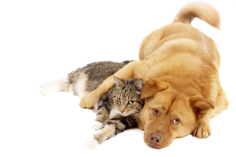 CAT AND DOG WALLPAPER Images | Crazy Gallery