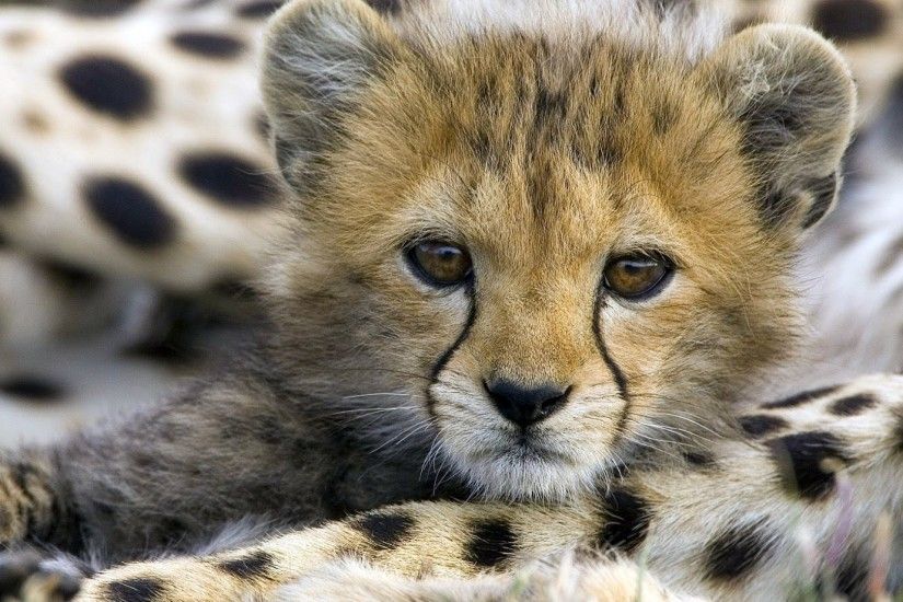 Cute Baby Animal Cheetah Â· Cute Cheetah Wallpapers