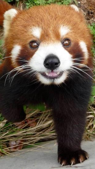 Cute Red Panda Wallpaper iPhone HD