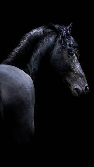 Animal Horse Black. Wallpaper 643633