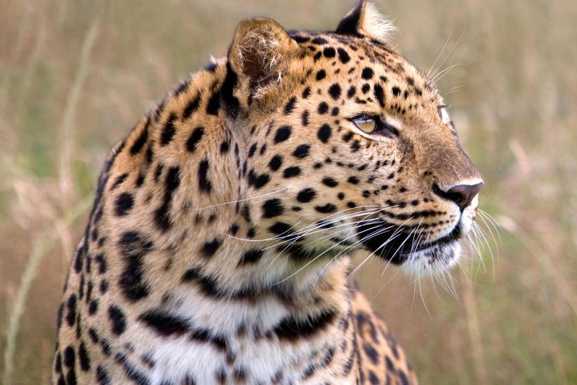 Male Amur Leopard Wildlife Heritage UK