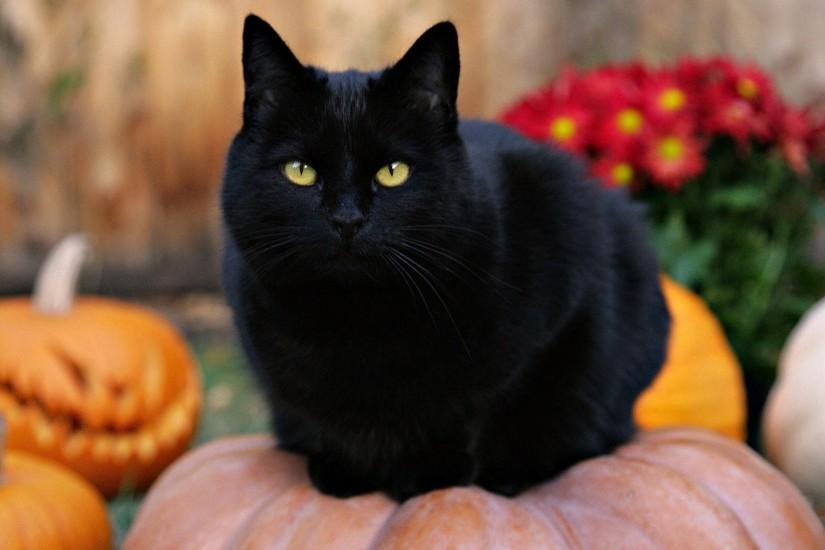 Black Cat On Top Of a Pumpkin Wallpaper Background