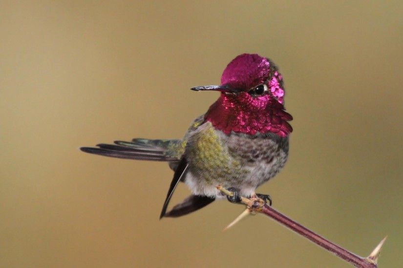 Baby hummingbird and egg | WOW...... | Pinterest | Hummingbirds