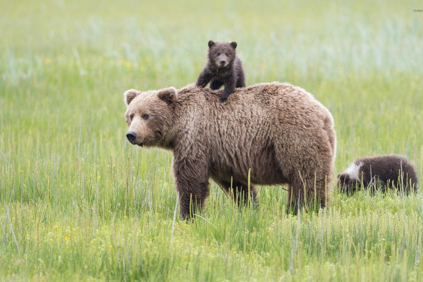 Brown bear with cubs wallpaper