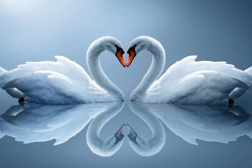 Swan Love Heart Wallpaper For Desktop, Laptop & Mobile