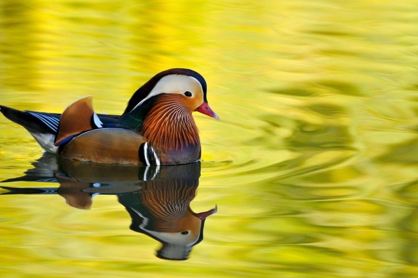 free screensaver wallpapers for mandarin duck