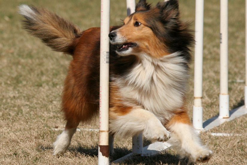 Sheltie breed dog executes commands