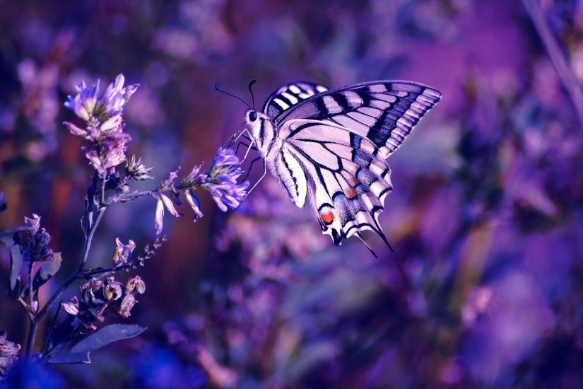 Butterfly On The Flower Wallpaper