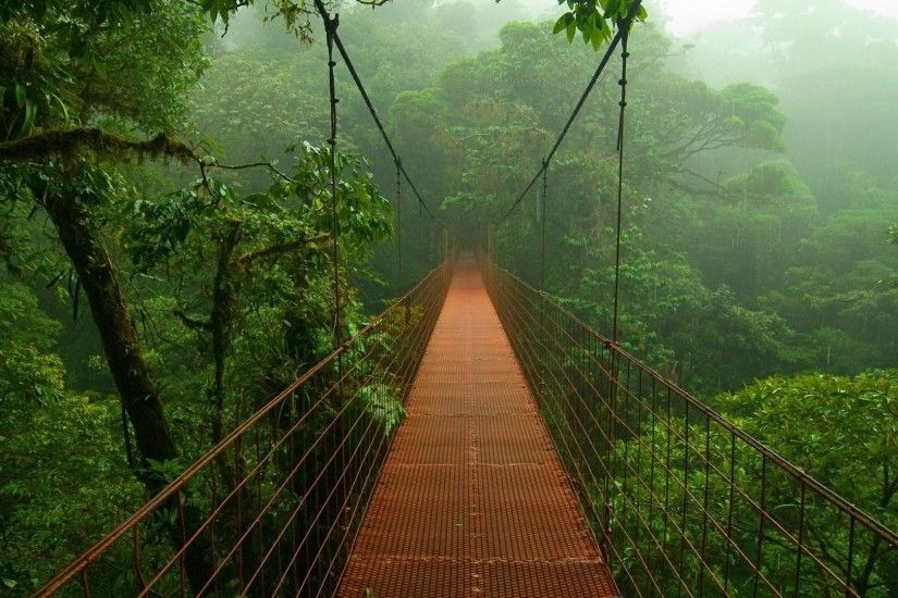 The bridge in the Amazon rainforest