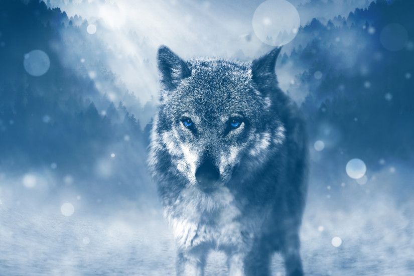 Lone Wolf Desktop Background .